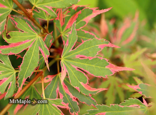 Buy Maples - Mr Maple │ Buy Japanese Maple Trees