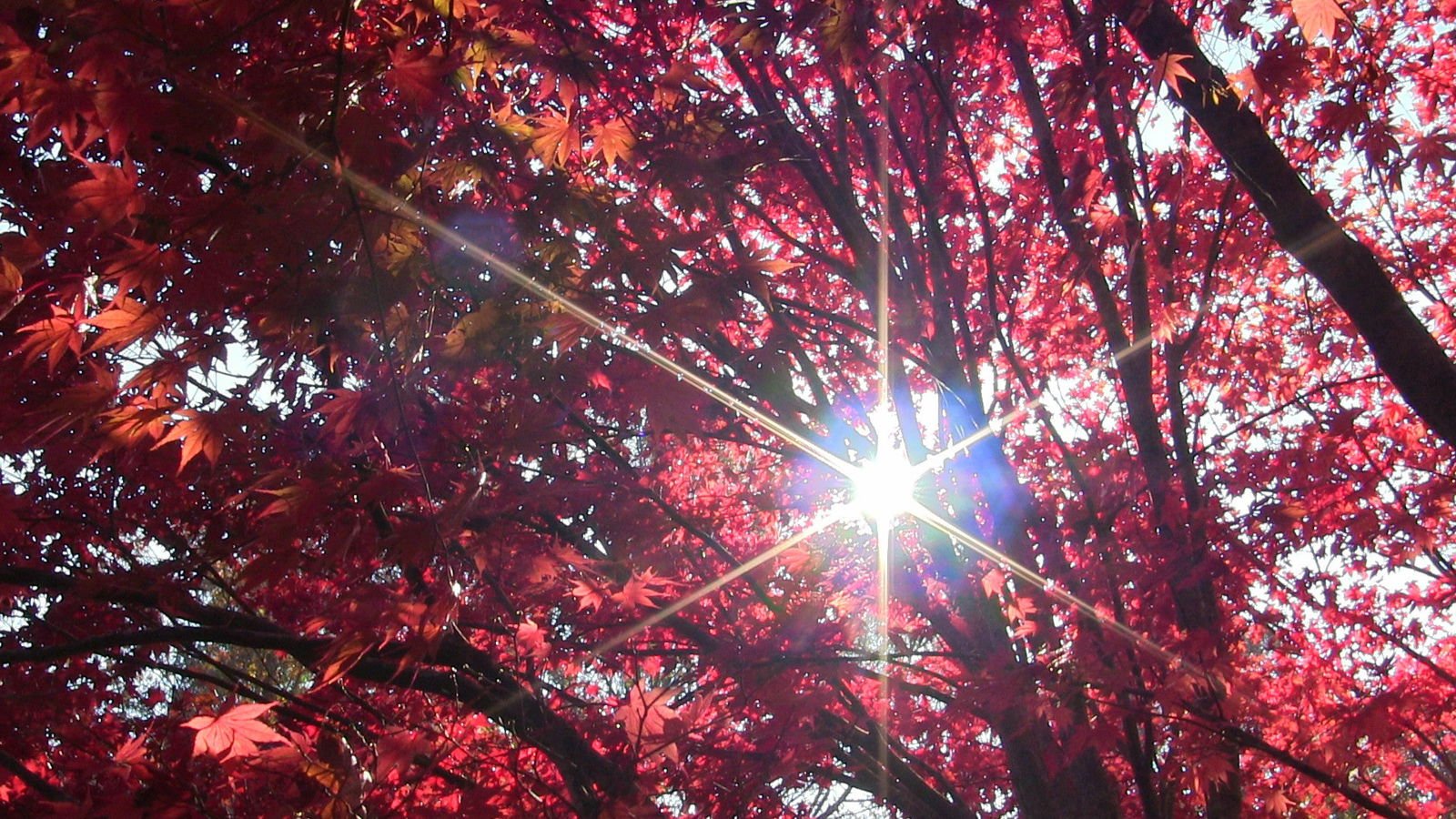 Popular Recommendations - Most recently purchased - Mr Maple │ Buy Japanese Maple Trees