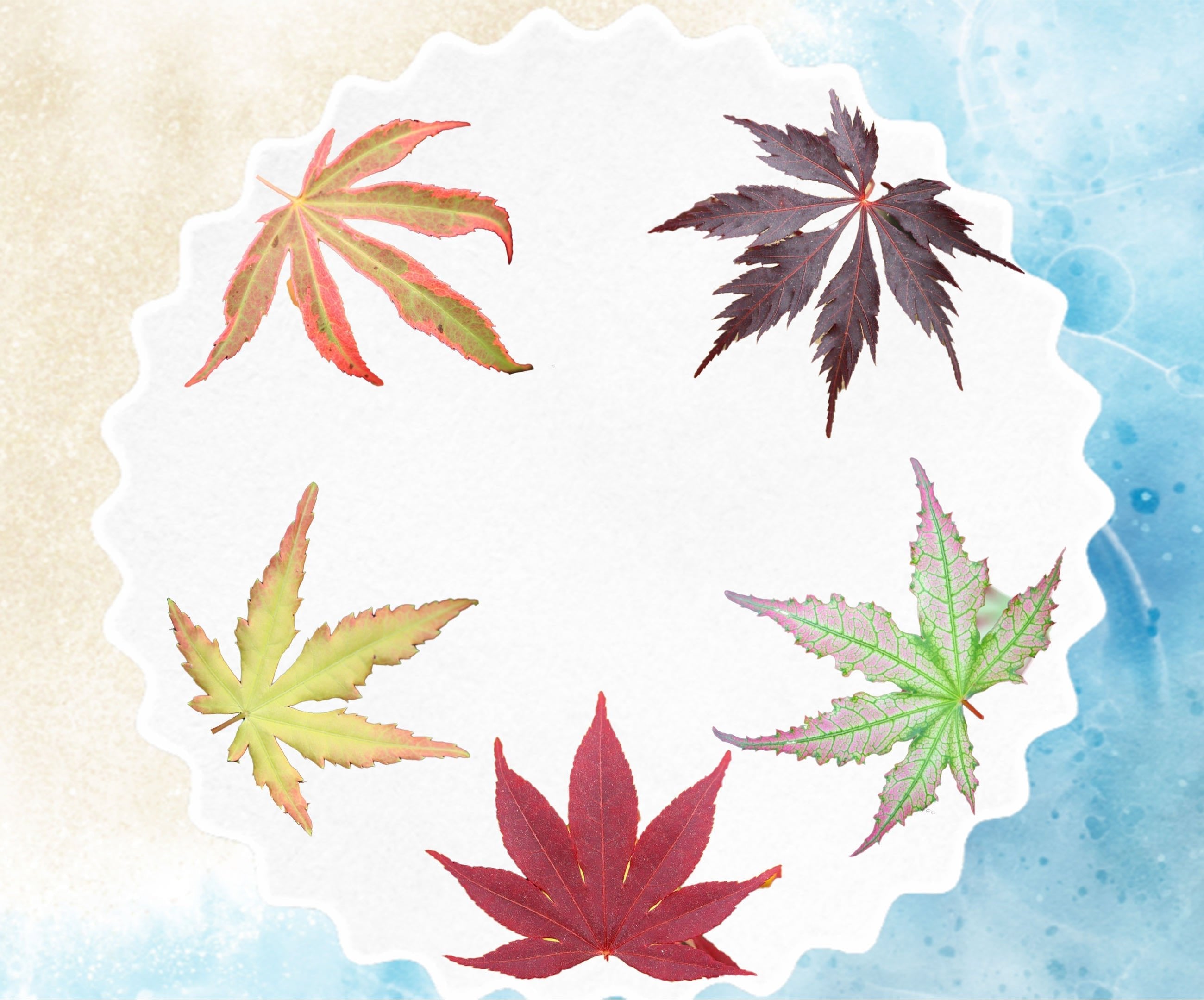 Summer Savings Sale - Mr Maple │ Buy Japanese Maple Trees