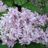 Lilac Trees