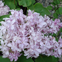 Lilac Trees