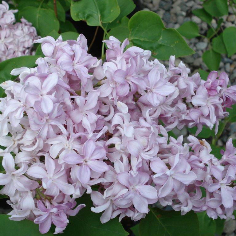 All Available Cultivars — Mr Maple │ Buy Japanese Maple Trees