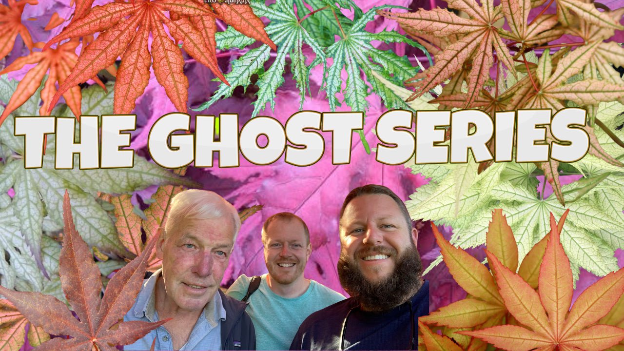 The Ghost Series - Reticulated Variegated Japanese Maples - Mr Maple │ Buy Japanese Maple Trees