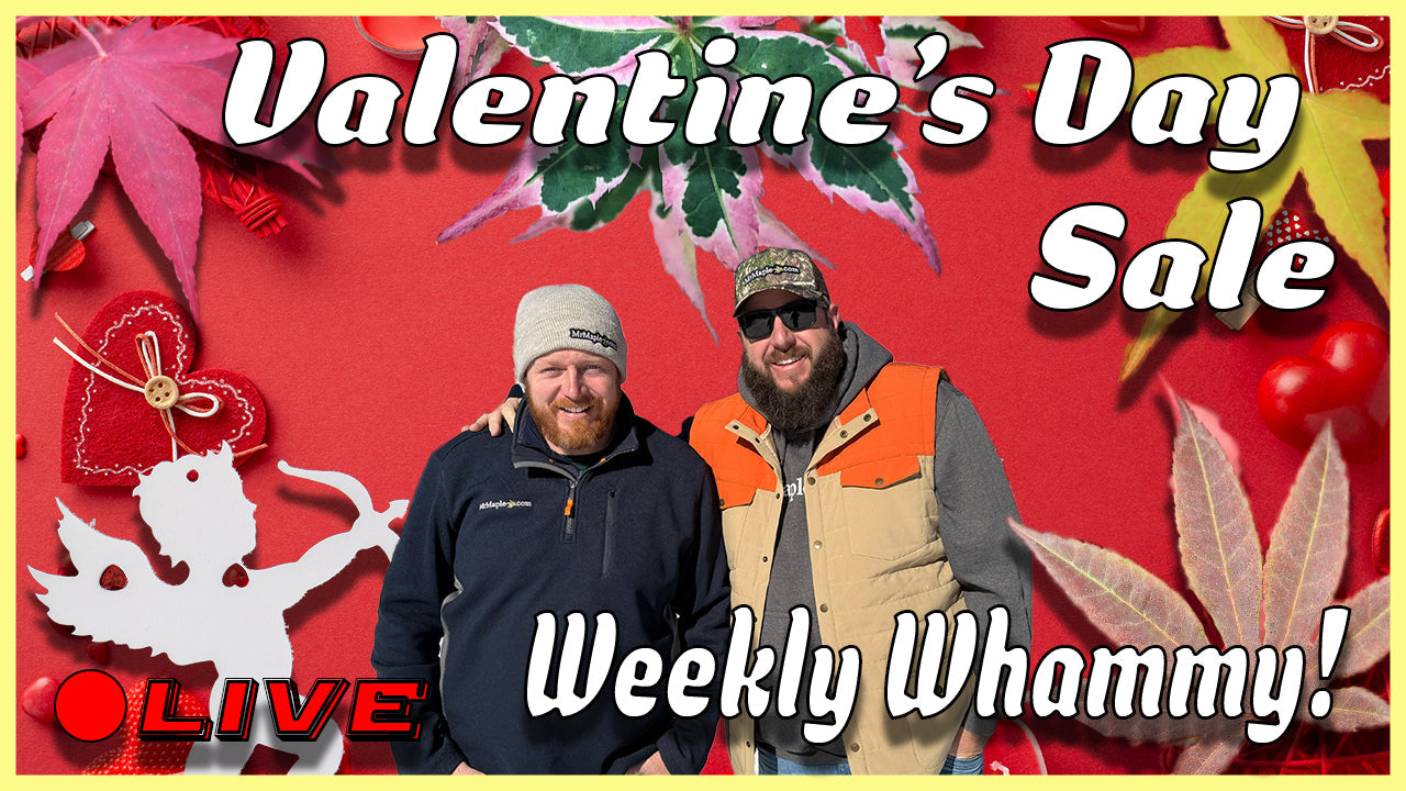 Valentine's Day Sale