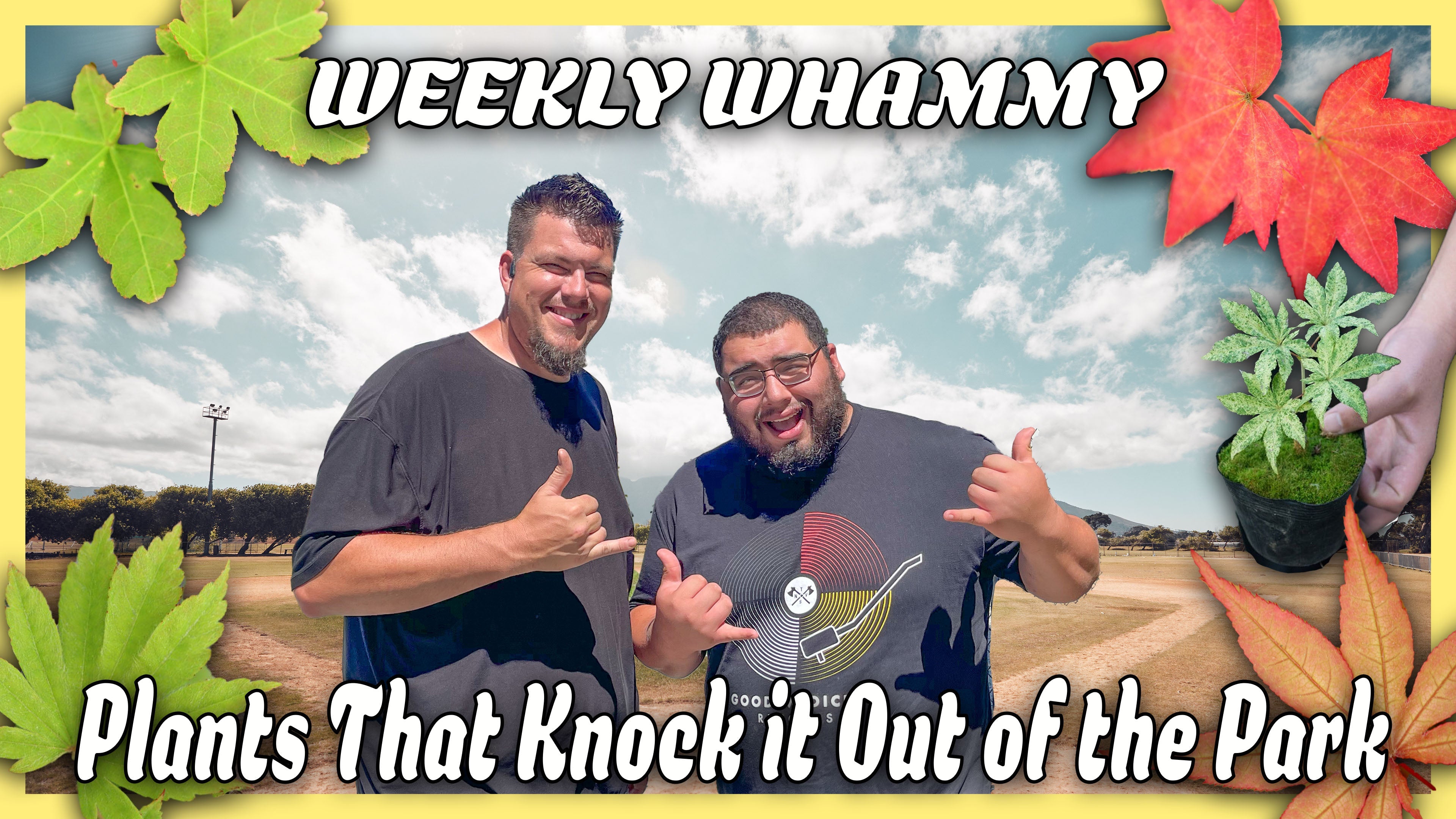 MrMaple's Weekly Whammy Limited Plant Sale
