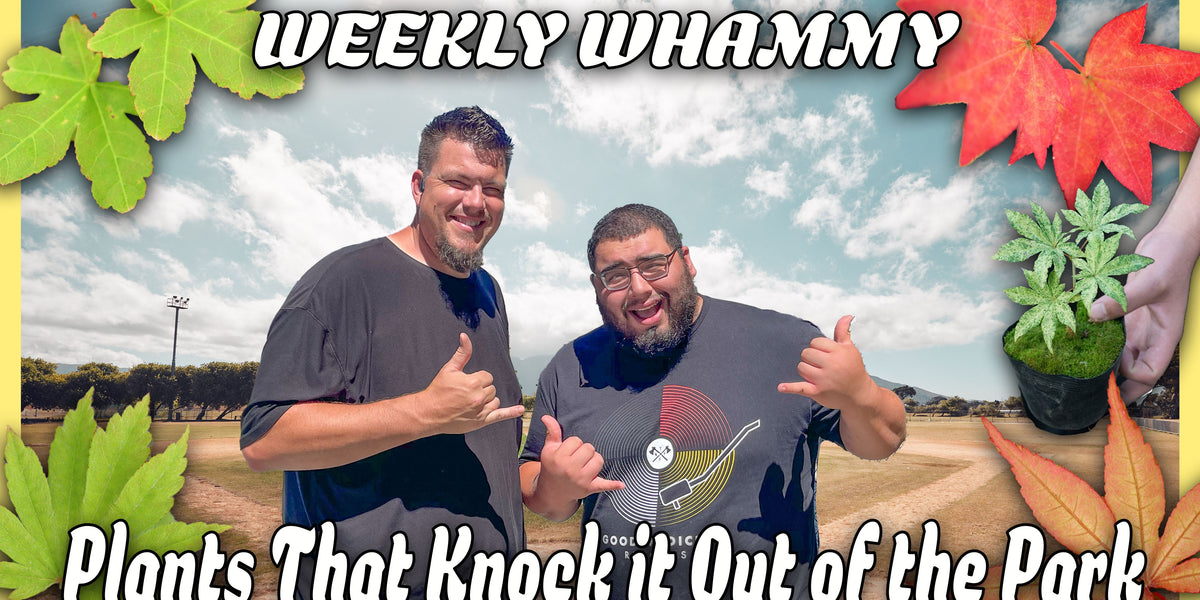 MrMaple's Weekly Whammy Limited Plant Sale — Page 7 — Mr Maple │ Buy ...