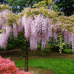 Wisteria