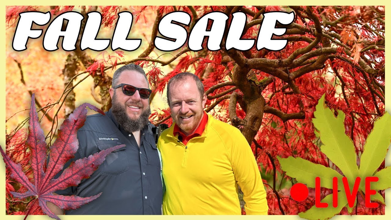 MrMaple's Fall Customer Appreciation Sale