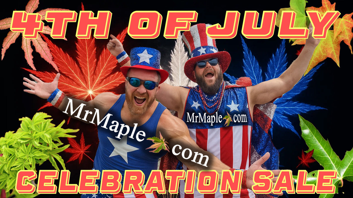 July 4th Celebration Sale — Mr Maple │ Buy Japanese Maple Trees