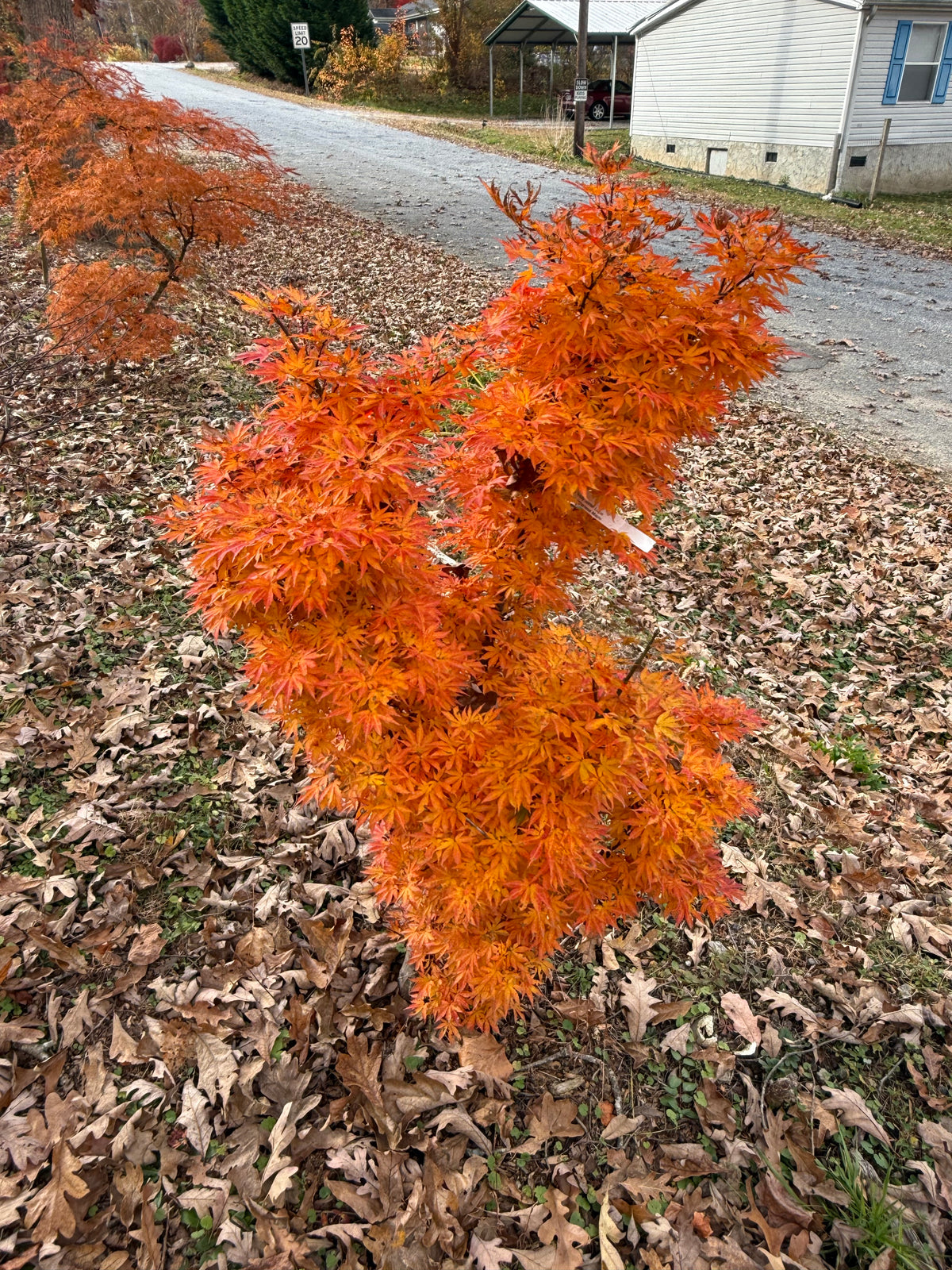Buy Acer palmatum 'Holy Sister Lucia' Dwarf Japanese Maple — Mr