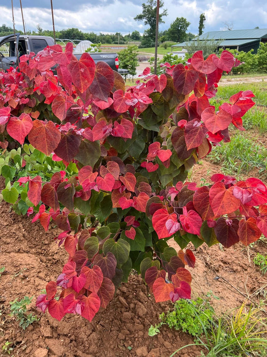 Cercis canadensis 'Hearts A'Fire' Redbud