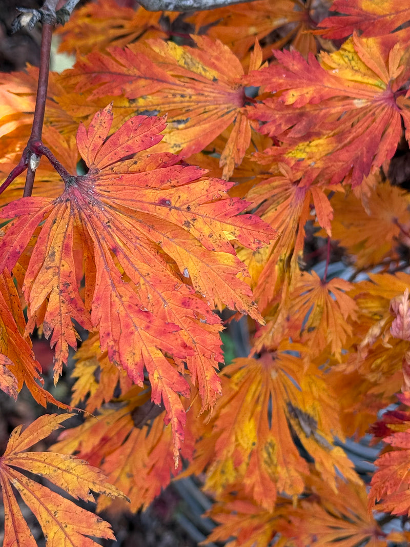 Acer japonicum 'Mai kujaku' Dancing Peacock Japanese Maple