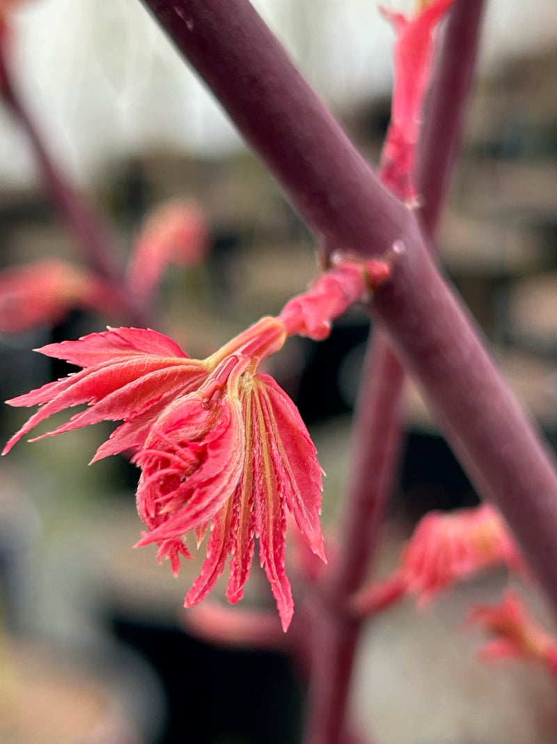 Acer palmatum 'Pink Panther' Japanese Maple