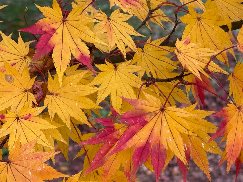 Acer shirasawanum 'Jordan' Golden Full Moon Japanese Maple