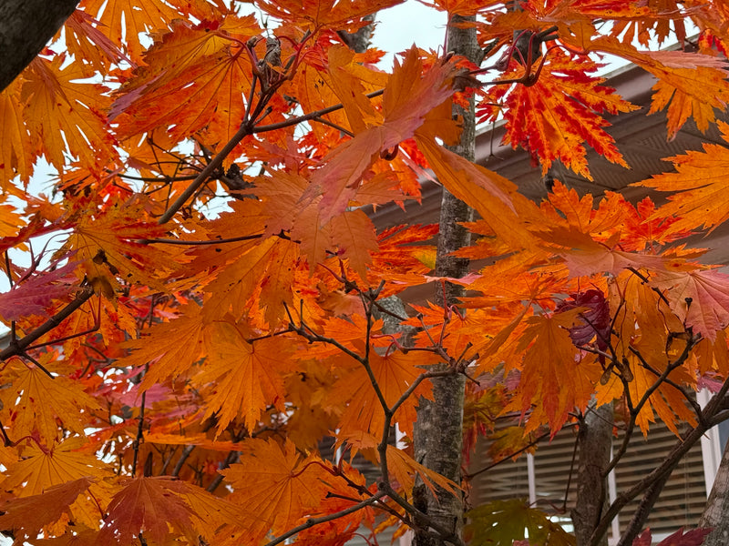Acer japonicum 'Yama kage' Mountain Shadows Full Moon Japanese Maple