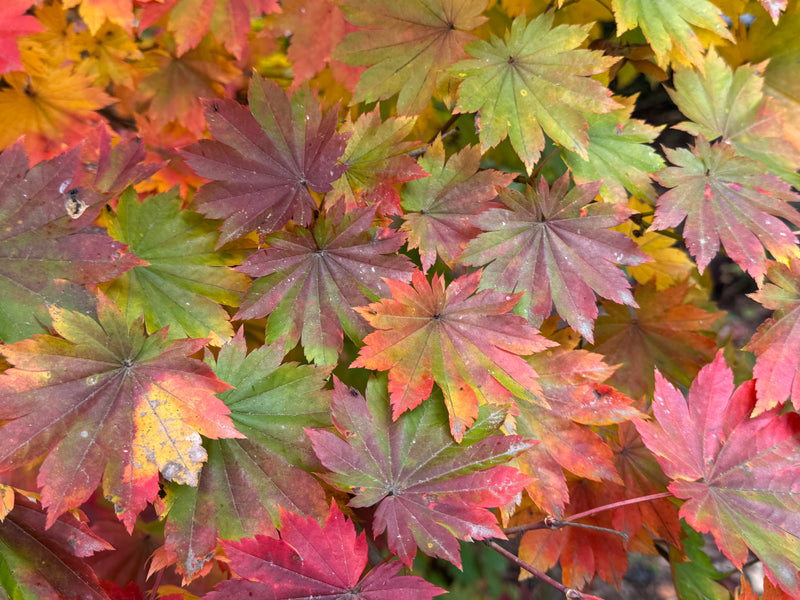 Acer pseudosieboldianum ssp takesimense Ulleung-do Island Maple