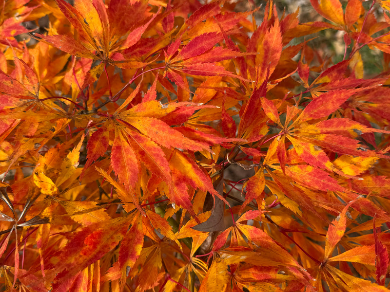 Acer palmatum 'Elwha' Japanese Maple