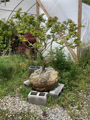 - FOR PICK UP ONLY | Acer palmatum 'Mikawa yatsubusa' Dwarf Japanese Maple | DOES NOT SHIP - Mr Maple │ Buy Japanese Maple Trees