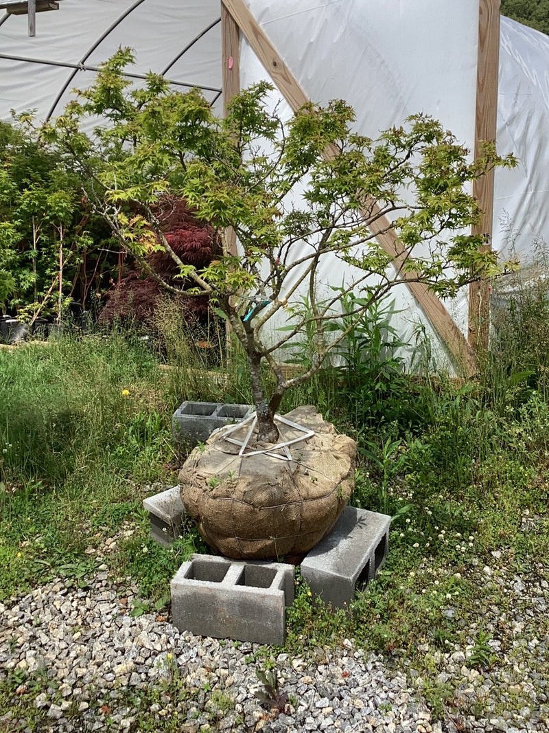 - FOR PICK UP ONLY | Acer palmatum 'Mikawa yatsubusa' Dwarf Japanese Maple | DOES NOT SHIP - Mr Maple │ Buy Japanese Maple Trees