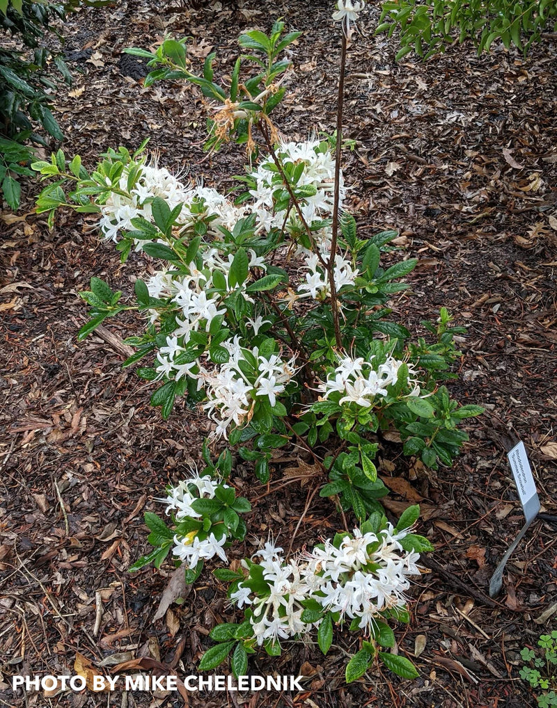 Azalea 'Summer Snowball’ Evergreen White Flowering Azalea