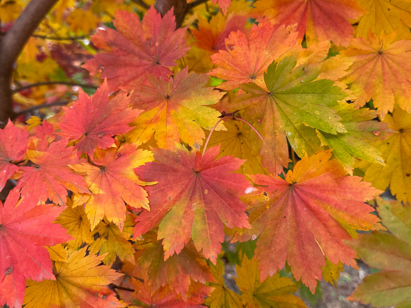 Acer pseudosieboldianum ssp takesimense Ulleung-do Island Maple