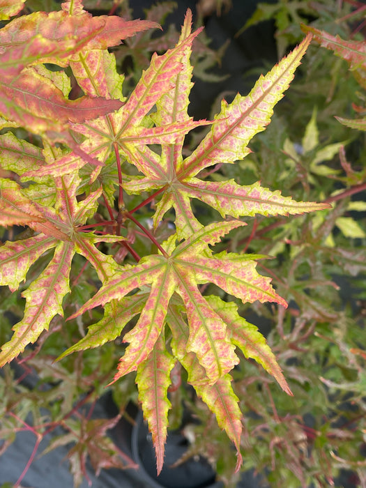 Acer palmatum 'Fred's Wild Dream' Japanese Maple