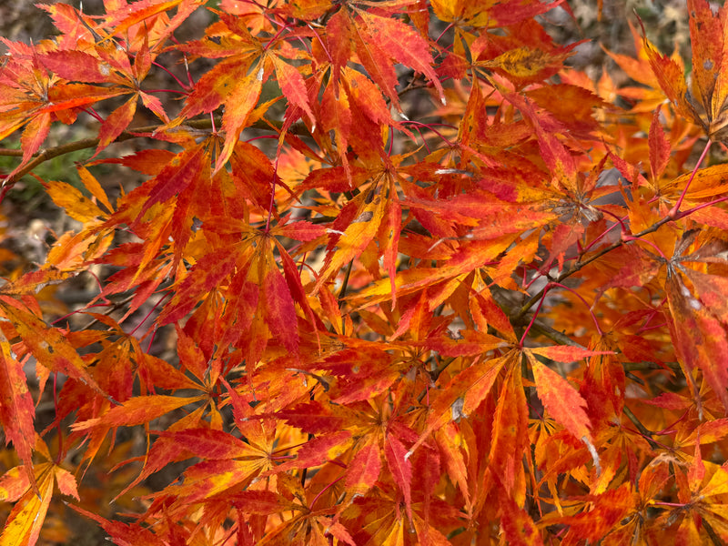Acer palmatum 'Elwha' Japanese Maple