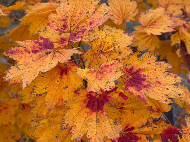 Acer japonicum 'Giant Moon' Full Moon Japanese Maple