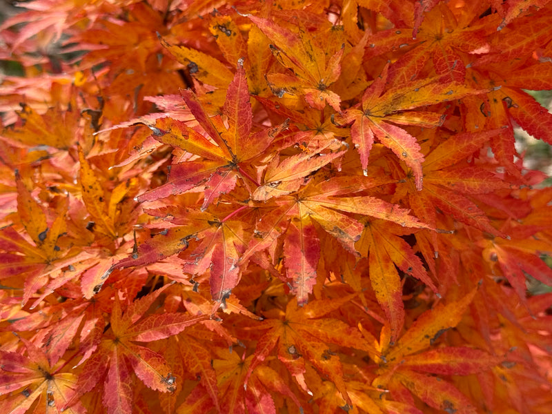 Acer palmatum 'Holy Sister Lucia' Japanese Maple
