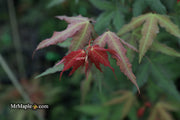 - Acer oliverianum x 'Mystic Jewel' Japanese Maple - Mr Maple │ Buy Japanese Maple Trees