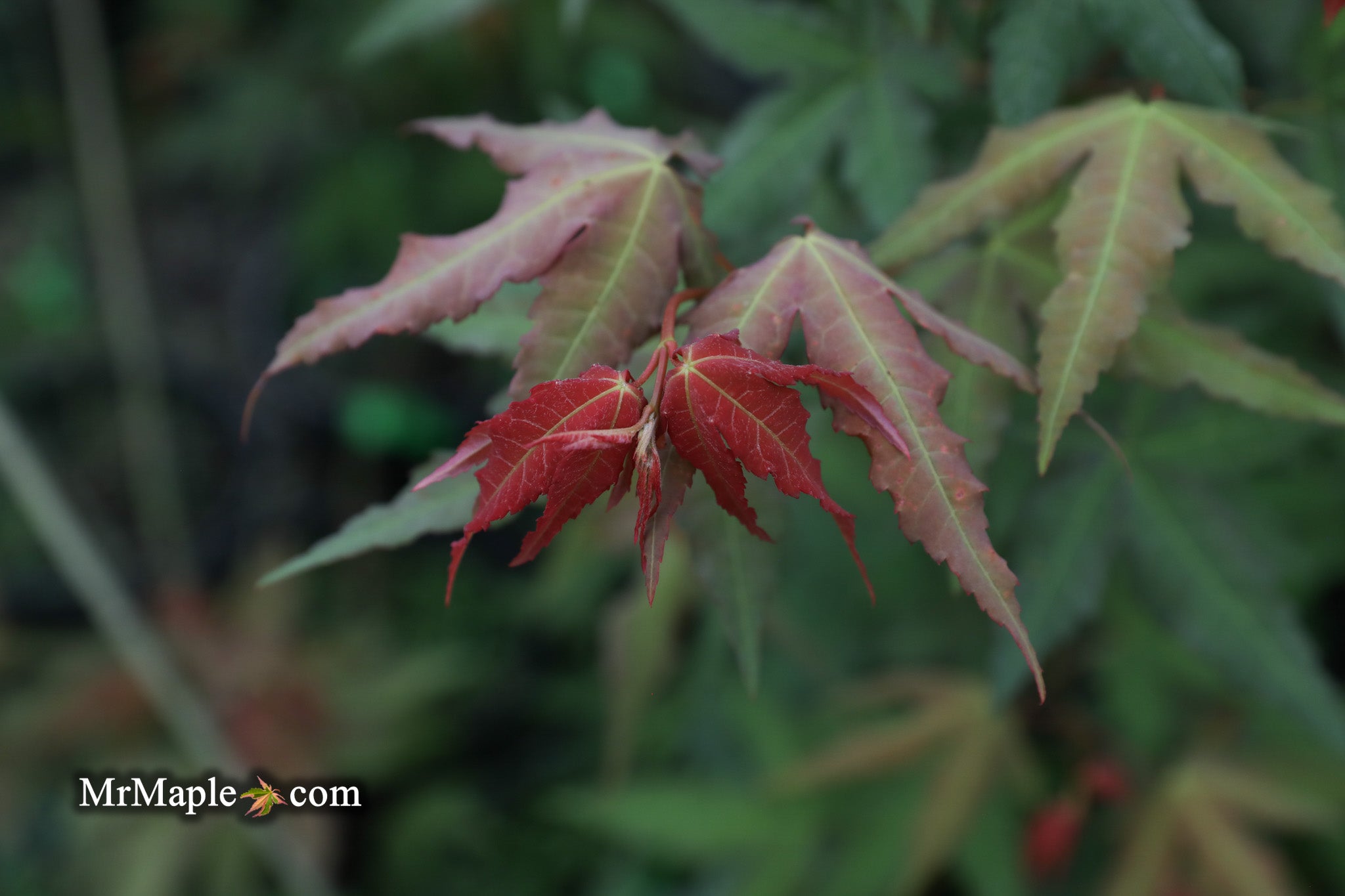 Buy Acer palmatum ‘Mystic Jewel’ Japanese Maple — Mr Maple │ Buy