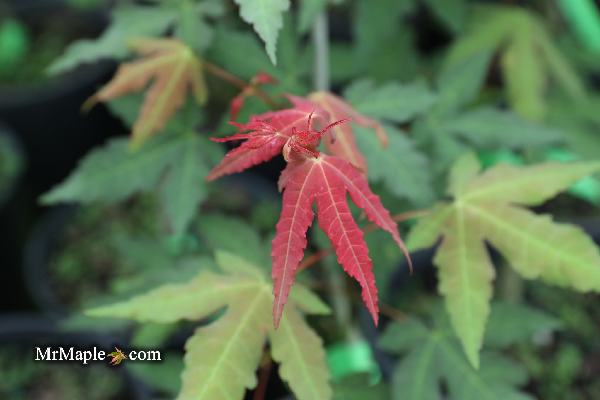Buy Acer palmatum ‘Mystic Jewel’ Japanese Maple — Mr Maple │ Buy