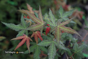 - Acer oliverianum x 'Mystic Jewel' Japanese Maple - Mr Maple │ Buy Japanese Maple Trees