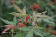 - Acer oliverianum x 'Mystic Jewel' Japanese Maple - Mr Maple │ Buy Japanese Maple Trees