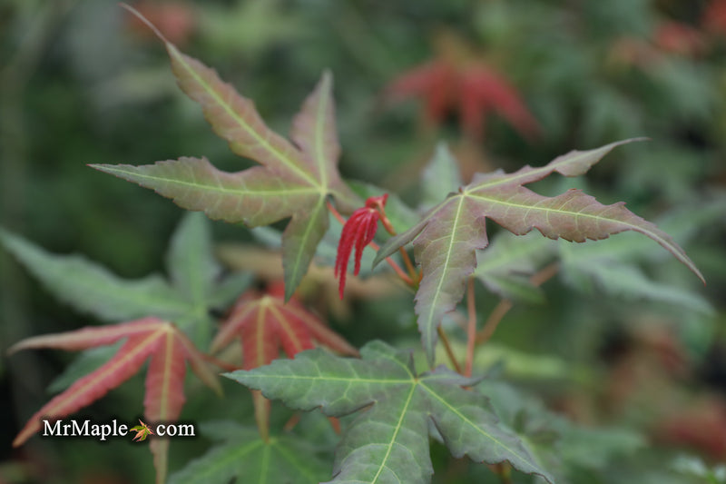 - Acer oliverianum x 'Mystic Jewel' Japanese Maple - Mr Maple │ Buy Japanese Maple Trees