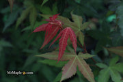 - Acer oliverianum x 'Mystic Jewel' Japanese Maple - Mr Maple │ Buy Japanese Maple Trees