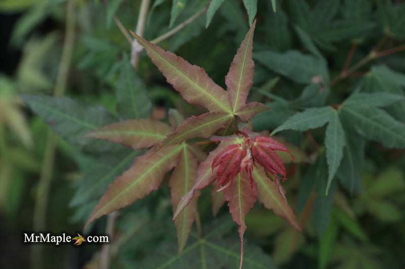 - Acer oliverianum x 'Mystic Jewel' Japanese Maple - Mr Maple │ Buy Japanese Maple Trees