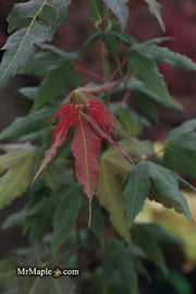 - Acer oliverianum x 'Mystic Jewel' Japanese Maple - Mr Maple │ Buy Japanese Maple Trees