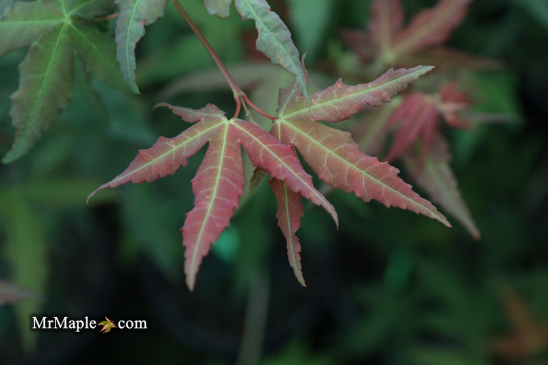 - Acer oliverianum x 'Mystic Jewel' Japanese Maple - Mr Maple │ Buy Japanese Maple Trees