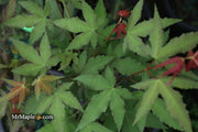 - Acer oliverianum x 'Mystic Jewel' Japanese Maple - Mr Maple │ Buy Japanese Maple Trees