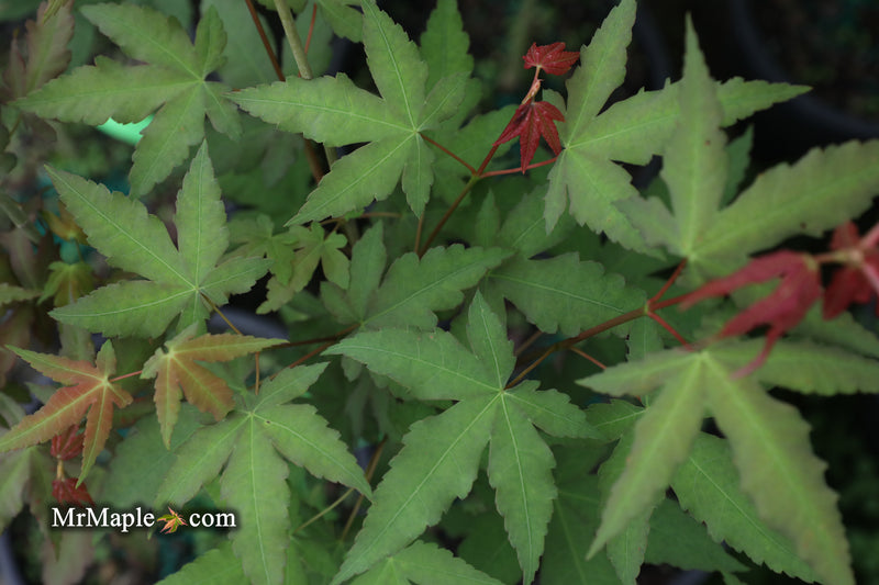 - Acer oliverianum x 'Mystic Jewel' Japanese Maple - Mr Maple │ Buy Japanese Maple Trees