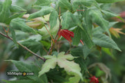 - Acer oliverianum x 'Mystic Jewel' Japanese Maple - Mr Maple │ Buy Japanese Maple Trees