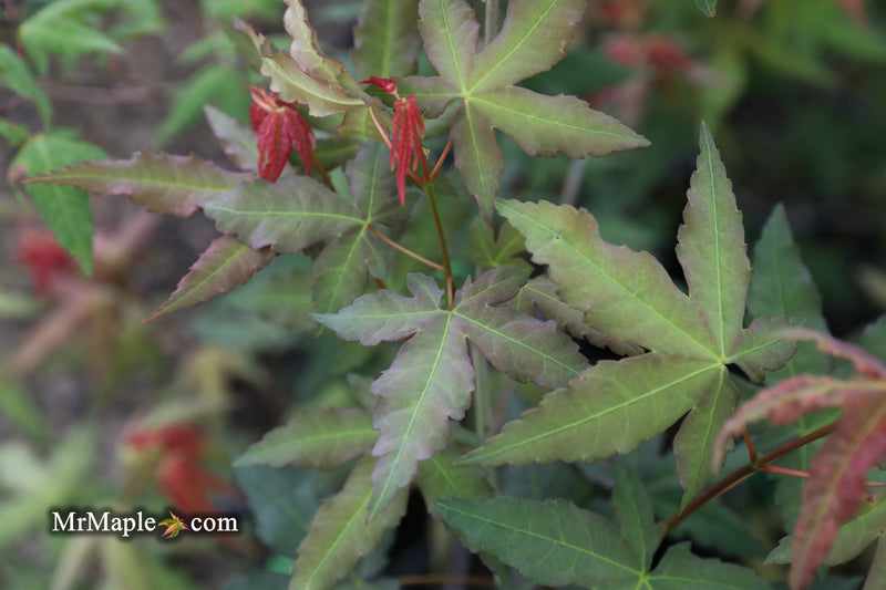 - Acer oliverianum x 'Mystic Jewel' Japanese Maple - Mr Maple │ Buy Japanese Maple Trees