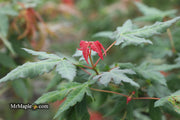 - Acer oliverianum x 'Mystic Jewel' Japanese Maple - Mr Maple │ Buy Japanese Maple Trees