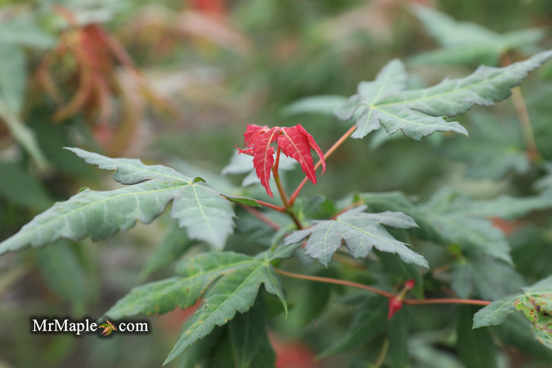 - Acer oliverianum x 'Mystic Jewel' Japanese Maple - Mr Maple │ Buy Japanese Maple Trees