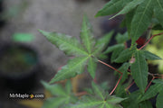 - Acer oliverianum x 'Mystic Jewel' Japanese Maple - Mr Maple │ Buy Japanese Maple Trees