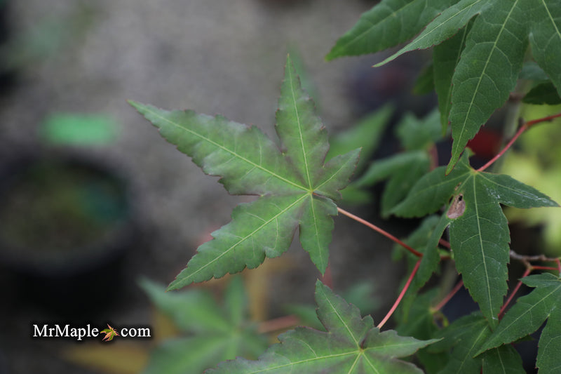 - Acer oliverianum x 'Mystic Jewel' Japanese Maple - Mr Maple │ Buy Japanese Maple Trees