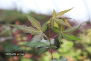 - Acer oliverianum x 'Mystic Jewel' Japanese Maple - Mr Maple │ Buy Japanese Maple Trees
