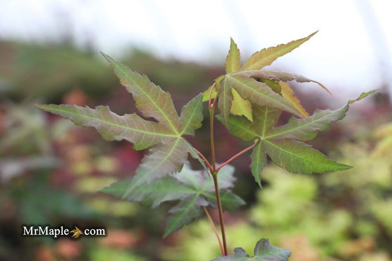 - Acer oliverianum x 'Mystic Jewel' Japanese Maple - Mr Maple │ Buy Japanese Maple Trees