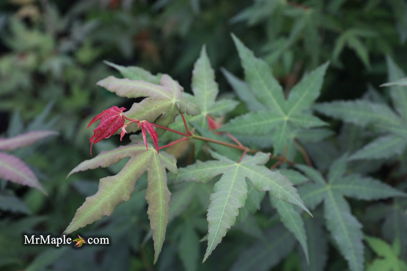 - Acer oliverianum x 'Mystic Jewel' Japanese Maple - Mr Maple │ Buy Japanese Maple Trees